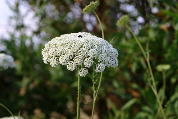 Wild Carrot Blooms Northern Israel Queen Anne Lace Hot Summer — Stock Photo, Image