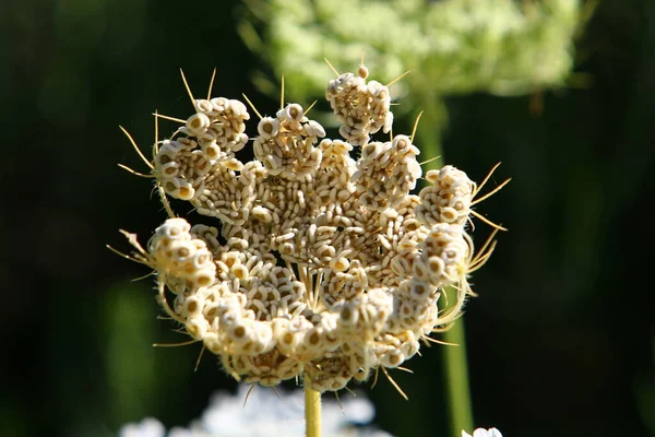 Cenoura Selvagem Floresce Norte Israel Renda Rainha Ana Verão Quente — Fotografia de Stock