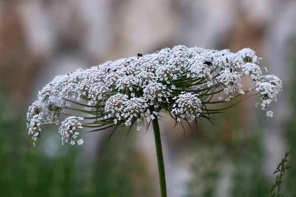 Zanahoria Silvestre Florece Norte Israel Encaje Reina Ana Verano Caliente — Foto de Stock