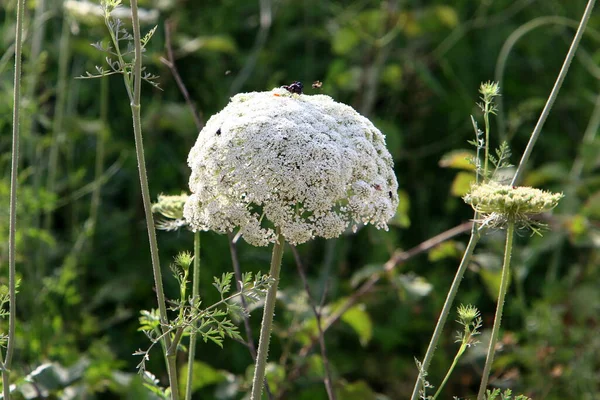 Zanahoria Silvestre Florece Norte Israel Encaje Reina Ana Verano Caliente — Foto de Stock