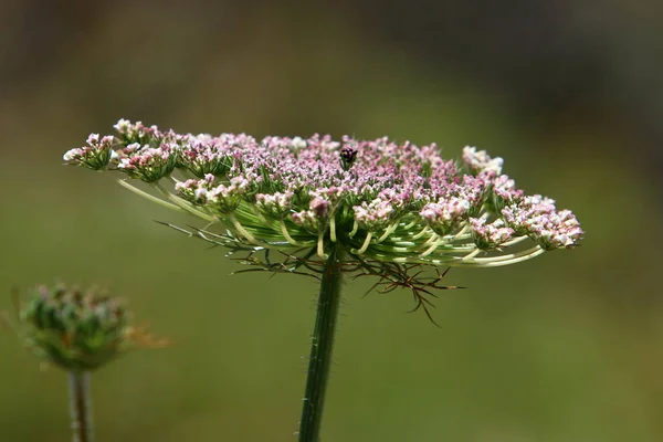 Zanahoria Silvestre Florece Norte Israel Encaje Reina Ana Verano Caliente —  Fotos de Stock