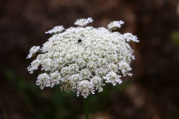 Zanahoria Silvestre Florece Norte Israel Encaje Reina Ana Verano Caliente — Foto de Stock