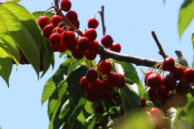 Olgun ve tatlı kirazlar İsrail 'in kuzeyindeki bir şehir parkındaki ağaç dallarında asılı. İsrail 'de sıcak yaz 