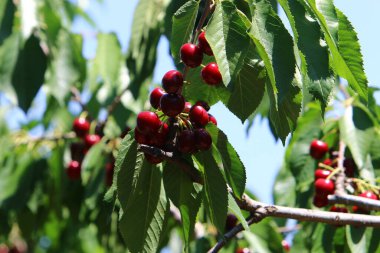 Olgun ve tatlı kirazlar İsrail 'in kuzeyindeki bir şehir parkındaki ağaç dallarında asılı. İsrail 'de sıcak yaz 