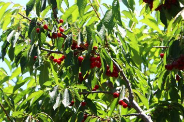 Olgun ve tatlı kirazlar İsrail 'in kuzeyindeki bir şehir parkındaki ağaç dallarında asılı. İsrail 'de sıcak yaz 