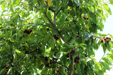 Olgun ve tatlı kirazlar İsrail 'in kuzeyindeki bir şehir parkındaki ağaç dallarında asılı. İsrail 'de sıcak yaz 