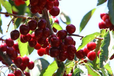 Olgun ve tatlı kirazlar İsrail 'in kuzeyindeki bir şehir parkındaki ağaç dallarında asılı. İsrail 'de sıcak yaz 