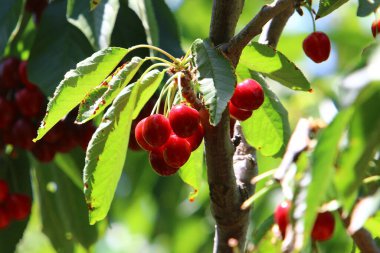Olgun ve tatlı kirazlar İsrail 'in kuzeyindeki bir şehir parkındaki ağaç dallarında asılı. İsrail 'de sıcak yaz 