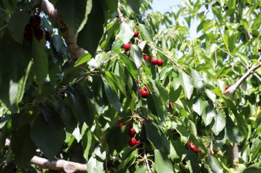Olgun ve tatlı kirazlar İsrail 'in kuzeyindeki bir şehir parkındaki ağaç dallarında asılı. İsrail 'de sıcak yaz 
