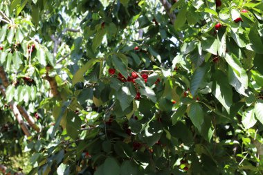 Olgun ve tatlı kirazlar İsrail 'in kuzeyindeki bir şehir parkındaki ağaç dallarında asılı. İsrail 'de sıcak yaz 
