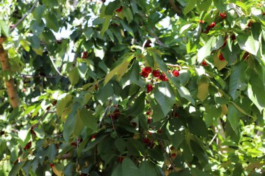 Olgun ve tatlı kirazlar İsrail 'in kuzeyindeki bir şehir parkındaki ağaç dallarında asılı. İsrail 'de sıcak yaz 