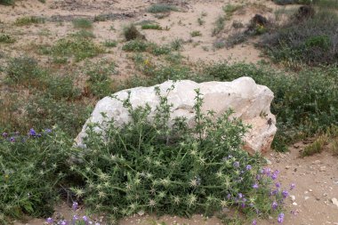 taşlar İsrail devletinin kuzeyinde Akdeniz kıyısında bir parkta yalan 