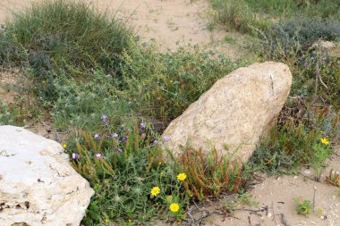 taşlar İsrail devletinin kuzeyinde Akdeniz kıyısında bir parkta yalan 