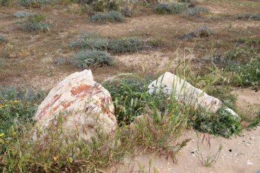 taşlar İsrail devletinin kuzeyinde Akdeniz kıyısında bir parkta yalan 