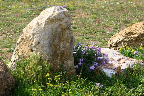 Kameny Leží Parku Březích Středozemního Moře Severu Státu Izrael — Stock fotografie