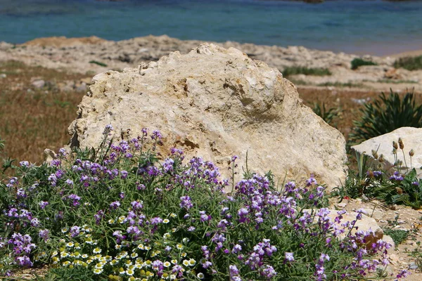 Камені Лежать Парку Березі Середземного Моря Півночі Держави Ізраїль — стокове фото