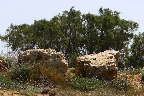 石はイスラエルの州の北の地中海の海岸の公園に横たわっている — ストック写真