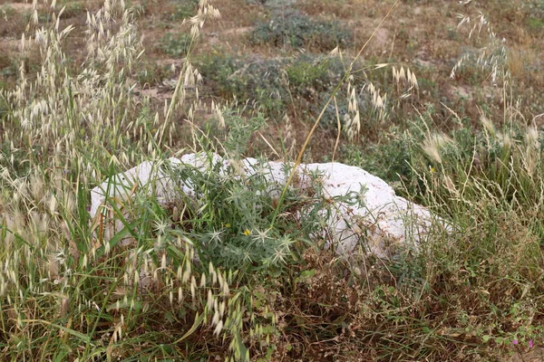 Piedras Encuentran Parque Orillas Del Mar Mediterráneo Norte Del Estado — Foto de Stock