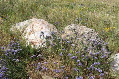 taşlar İsrail devletinin kuzeyinde Akdeniz kıyısında bir parkta yalan 