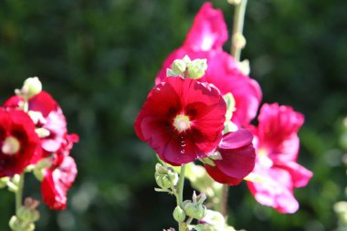 Yazın, İsrail 'de mallow büyür ve vahşi doğada çiçek açar. İsrail 'de zorlu yaz 