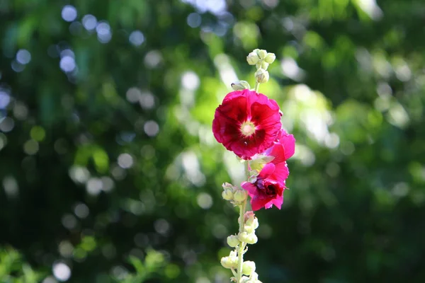 Verão Malva Israel Cresce Floresce Natureza Verão Difícil Israel — Fotografia de Stock