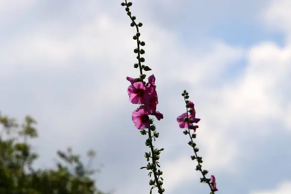 Verão Malva Israel Cresce Floresce Natureza Verão Difícil Israel — Fotografia de Stock