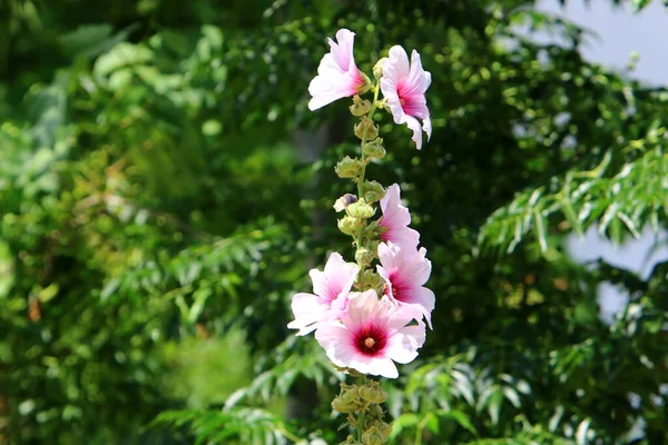 Verão Malva Israel Cresce Floresce Natureza Verão Difícil Israel — Fotografia de Stock