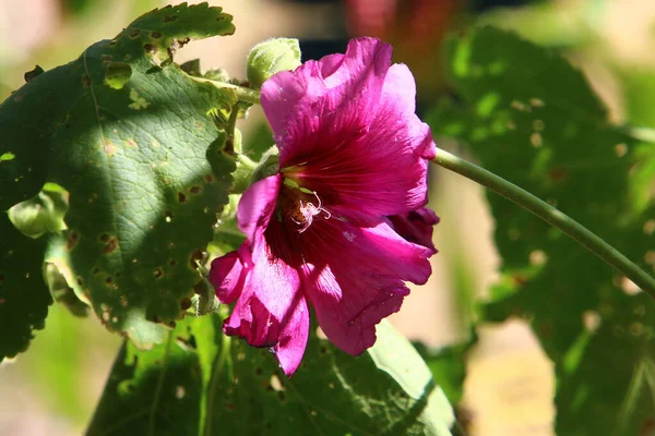 Verano Malva Israel Crece Florece Naturaleza Duro Verano Israel —  Fotos de Stock