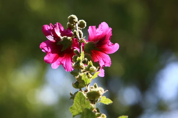 Verão Malva Israel Cresce Floresce Natureza Verão Difícil Israel — Fotografia de Stock