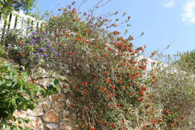 Taş ve betondan yapılmış yüksek duvar. Taş duvar dokusu 