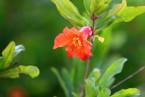 Romãs Florescem Amadurecem Jardim Cidade Norte Israel Verão Quente Israel — Fotografia de Stock