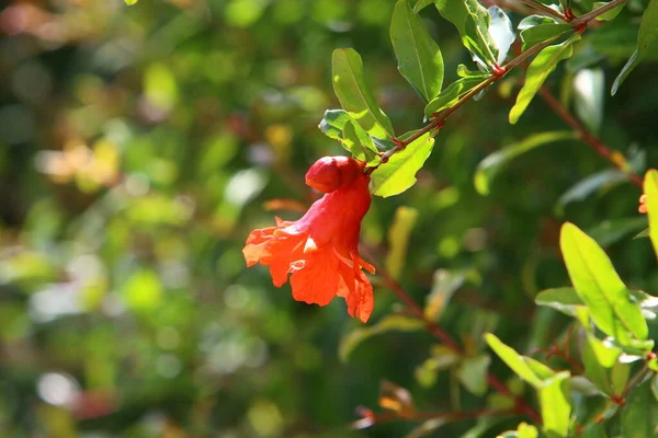 Romãs Florescem Amadurecem Jardim Cidade Norte Israel Verão Quente Israel — Fotografia de Stock