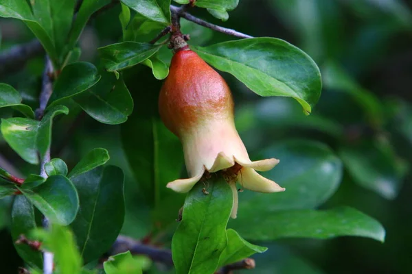 Granaatappels Bloeien Rijpen Een Stadstuin Het Noorden Van Israël Hete — Stockfoto