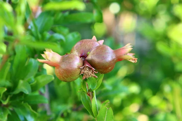 Romãs Florescem Amadurecem Jardim Cidade Norte Israel Verão Quente Israel — Fotografia de Stock