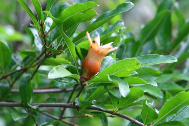 Kuzey İsrail 'de bir şehir bahçesinde nar çiçek açar ve olgunlaşır. İsrail 'de sıcak yaz 