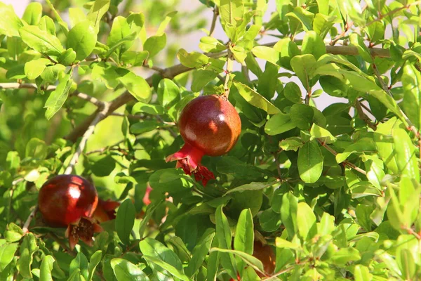 Granátová Jablka Kvetou Dozrávají Městské Zahradě Severním Izraeli Horké Léto — Stock fotografie