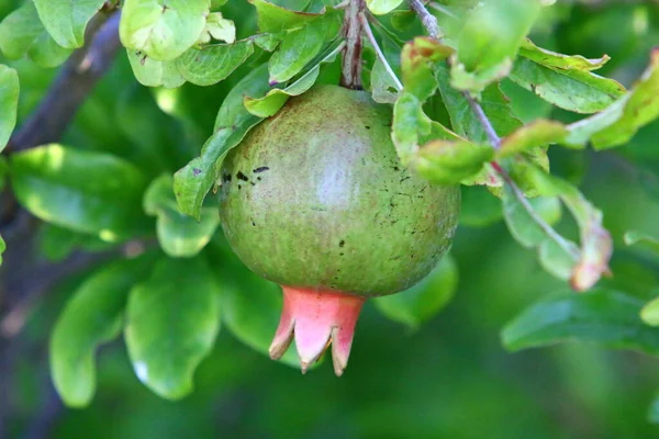 Granatæbler Blomstrer Modnes Byhave Det Nordlige Israel Varm Sommer Israel - Stock-foto