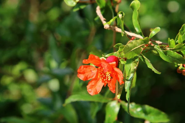 Romãs Florescem Amadurecem Jardim Cidade Norte Israel Verão Quente Israel — Fotografia de Stock