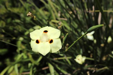 Kuzey İsrail 'de bir şehir parkında çiçekler. İsrail 'de sıcak yaz 
