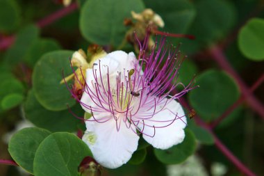 Kuzey İsrail 'de bir şehir parkında çiçekler. İsrail 'de sıcak yaz 