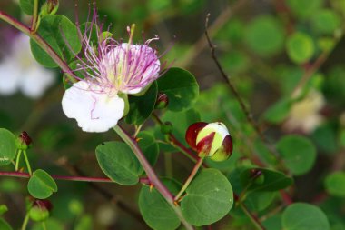 Kuzey İsrail 'de bir şehir parkında çiçekler. İsrail 'de sıcak yaz 