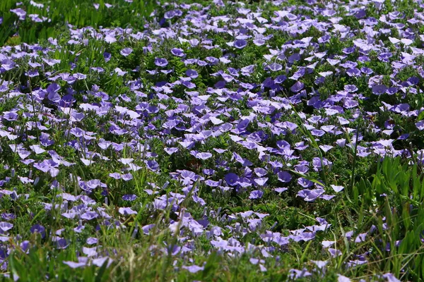 Blommor Stadspark Norra Israel Varm Sommar Israel — Stockfoto