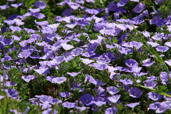 Blommor Stadspark Norra Israel Varm Sommar Israel — Stockfoto