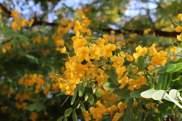 Flowers City Park Northern Israel Hot Summer Israel — Stock Photo, Image