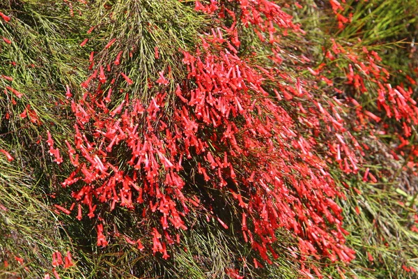 Fleurs Dans Parc Urbain Dans Nord Israël Été Chaud Israël — Photo