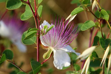 Kuzey İsrail 'de bir şehir parkında çiçekler. İsrail 'de sıcak yaz 