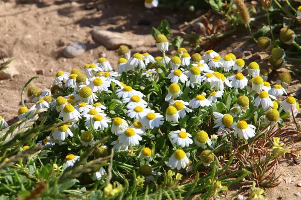 Fiori Parco Cittadino Nel Nord Israele Estate Calda Israele — Foto Stock