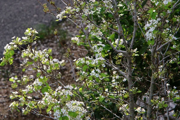 北イスラエルの都市公園の花です イスラエルの暑い夏 — ストック写真