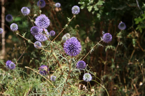 Bloemen Een Stadspark Het Noorden Van Israël Hete Zomer Israël — Stockfoto