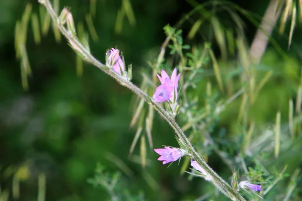 Fleurs Dans Parc Urbain Dans Nord Israël Été Chaud Israël — Photo